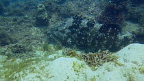 Malabar grouper (Epinephelus malabaricus) predating on a Goatfish (Upeneus), Ningaloo Reef, Solomon Islands.