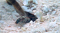 Watchman goby (Cryptocentrus cinctus) and alpheid shrimp mutualism, the goby keeps watch while the shrimps dig and clean a shared burrow in the sand, Uepi Island, Solomon Islands.