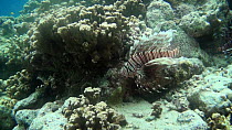 Lionfish (Pterois volitans) above coral, swimming in current, Uepi Island, Solomon Islands.