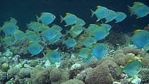 School of Silver moony fish (Monodactylus argenteus) swimming above a reef, Uepi Island, Solomon Islands.