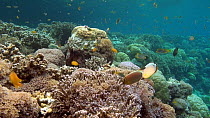 Two Oval butterflyfish (Chaetodon lunulatus) feeding on a coral reef, Uepi Island, Solomon Islands.
