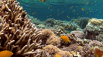 Wide angle shot of a coral reef, with Moorish idols?(Zanclus cornutus), Oval butterflyfish (Chaetodon lunulatus), Lemon damsels (Pomacentrus moluccensis) and Black and gold chromis (Neoglyphidodon nig...