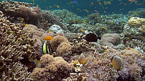 Wide angle shot of a coral reef, with Moorish idols?(Zanclus cornutus), Oval butterflyfish (Chaetodon lunulatus), Lemon damsels (Pomacentrus moluccensis) and Black and gold chromis (Neoglyphidodon nig...
