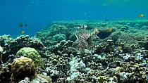 Lionfish (Pterois volitans) above coral, swimming in current, Uepi Island, Solomon Islands.