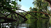 Surface level shot of Mangrove (Rhizophora) roots, Uepi Island, Solomon Islands, , Uepi Island, Solomon Islands,