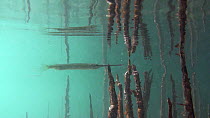 Needlefish (Belonidae) amongst Mangrove (Rhizophora) roots, Uepi Island, Solomon Islands.