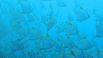 School of Silver moony fish (Monodactylus argenteus), Uepi Island, Solomon Islands.
