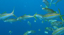 School of Yellowstripe goatfish (Mulloidichthys vanicolensis), Uepi Island, Solomon Islands.