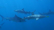 Black tip reef shark (Carcharhinus melanopterus) swimming in a group, with a Grey reef shark (Carcharhinus amblyrhynchos) nearby, Uepi Island, Solomon Islands.