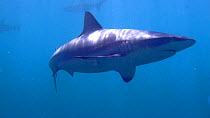 Grey reef shark (Carcharhinus amblyrhynchos) swimming towards camera, Uepi Island, Solomon Islands.