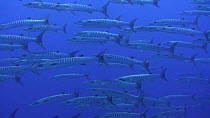 School of Blackfin barracuda?(Sphyraena qenie) swimming in blue water away from reef edge, Kitcha Island, Solomon Islands.