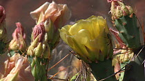 Timelapse of Engelmann's prickly pear (Opuntia Engelmannii) flowering, Castle Valley, Utah, USA, 2018