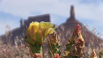 Timelapse of Engelmann's prickly pear (Opuntia Engelmannii) flowering, with Castleton Tower in the background, Castle Valley, Utah, USA, 2018