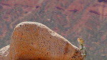 Yellow-headed collared lizard (Crotaphytus collaris auriceps) climbing on a rock, basking, Castle Valley, Utah, USA, 2018.