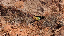 Yellow-headed collared lizard (Crotaphytus collaris auriceps) emerging from a hole, Castle Valley, Utah, USA, 2018.