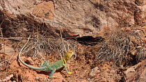Yellow-headed collared lizard (Crotaphytus collaris auriceps) entering a hole, Castle Valley, Utah, USA, 2018.