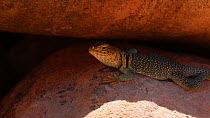 Yellow-headed collared lizard (Crotaphytus collaris auriceps) in shade on a rock, jumps away, Castle Valley, Utah, USA, 2018.