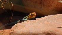 Tracking shot of a Yellow-headed collared lizard (Crotaphytus collaris auriceps) moving on a rock, Castle Valley, Utah, USA.
