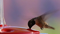 Black chinned hummingbird (Archilochus alexandri) feeding from a nectar feeder, Castle Valley, Utah, USA.