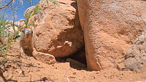 Rock squirrel (Otospermophilus variegatus) returning to burrow, Castle Valley, Utah, USA.