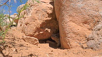 Rock squirrel (Otospermophilus variegatus) at burrow, Castle Valley, Utah, USA.