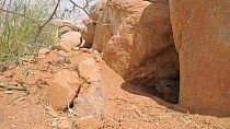 Rock squirrel (Otospermophilus variegatus) at entrance to rock crevice, looking for danger, Castle Valley, Utah, USA.