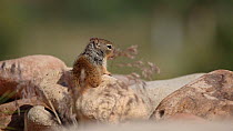 Rock squirrel (Otospermophilus variegatus) carrying a nut in its mouth, Castle Valley, Utah, USA.