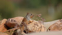 Rock squirrel (Otospermophilus variegatus) looking for danger, retreats, Castle Valley, Utah, USA.