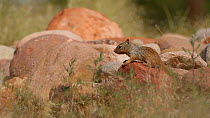 Rock squirrel (Otospermophilus variegatus) feeding on grass seeds, Castle Valley, Utah, USA.