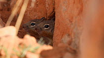 Rock squirrel (Otospermophilus variegatus) looking out from burrow, Castle Valley, Utah, USA.