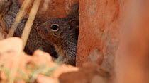 Rock squirrels (Otospermophilus variegatus) looking out from burrow, checking for predators, Castle Valley, Utah, USA.