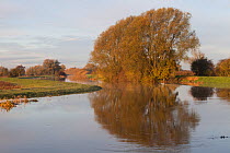 River Idle showing high water levels, Isle of Axholme, Lincolnshire, UK. November 2019.