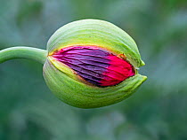 Opium poppy (Papaver somniferum) flower bud opening. Cultivated in garden.