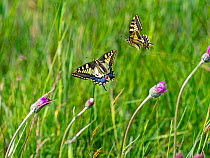 Swallowtail butterfly (Papilio machaon), two flying amongst Thistle flowers. Norfolk Broads, Norfolk, England, UK. June.