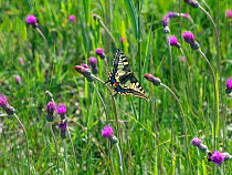 Swallowtail butterfly (Papilio machaon) flying amongst Thistle flowers. Norfolk Broads, Norfolk, England, UK. June.