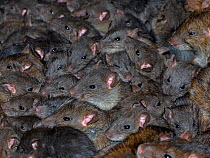 Brown rat (Rattus norvegicus)many  crowded together in farm barn.