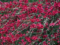 Manuka / New Zealand teatree &#39;Red Damask&#39; (Leptospermum scoparium) in cultivation. Native to Australia and New Zealand.