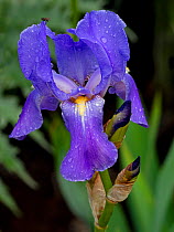 Sweet iris (Iris pallida), water droplets and fly on petals. Cultivated in garden. Native to Dalmation Coast, Croatia.