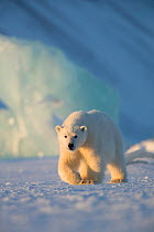 RF - Polar bear (Ursus maritimus) cub walking in snow. Svalbard, Norway, April. (This image may be licensed either as rights managed or royalty free.)