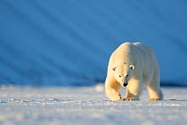RF - Polar bear (Ursus maritimus) female walking across ice. Svalbard, Norway, April. (This image may be licensed either as rights managed or royalty free.)