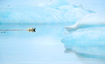 RF - Polar bear (Ursus maritimus) swimming towards sea ice, reflections in water. Svalbard, Norway, July. (This image may be licensed either as rights managed or royalty free.)