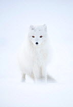 RF - Arctic fox (Alopex lagopus) in winter pelage, camouflaged in snow. Svalbard, Norway, April (This image may be licensed either as rights managed or royalty free.)