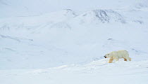 RF - Polar bear (Ursus maritimus) male walking through snow covered landscape, mountains in background. Svalbard, Norway, April (This image may be licensed either as rights managed or royalty free.)