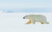 RF - Polar bear (Ursus maritimus) male walking through snow. Svalbard, Norway, April. (This image may be licensed either as rights managed or royalty free.)