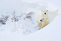RF - Polar bear (Ursus maritimus) female and cub in snow. Churchill, Manitoba, Canada, November. (This image may be licensed either as rights managed or royalty free.)