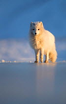 Arctic fox (Alopex lagopus) standing on ice, in winter pelage. Svalbard, Norway, April.