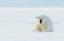 Polar bear (Ursus maritimus) male in snow. Svalbard, Norway, April.