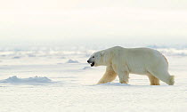 Polar bear (Ursus maritimus) male walking across frozen landscape. Svalbard, Norway, April 2019.