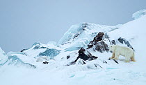 Polar bear (Ursus maritimus) male standing beside rocks in frozen and snow covered landscape. Svalbard, Norway, April 2019.