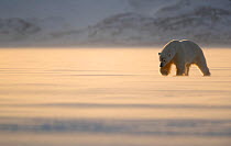 Polar bear (Ursus maritimus) looking for food on ice. Svalbard, Norway, April.